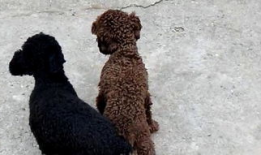 狗交配的视频,揭秘交配行为背后的奥秘